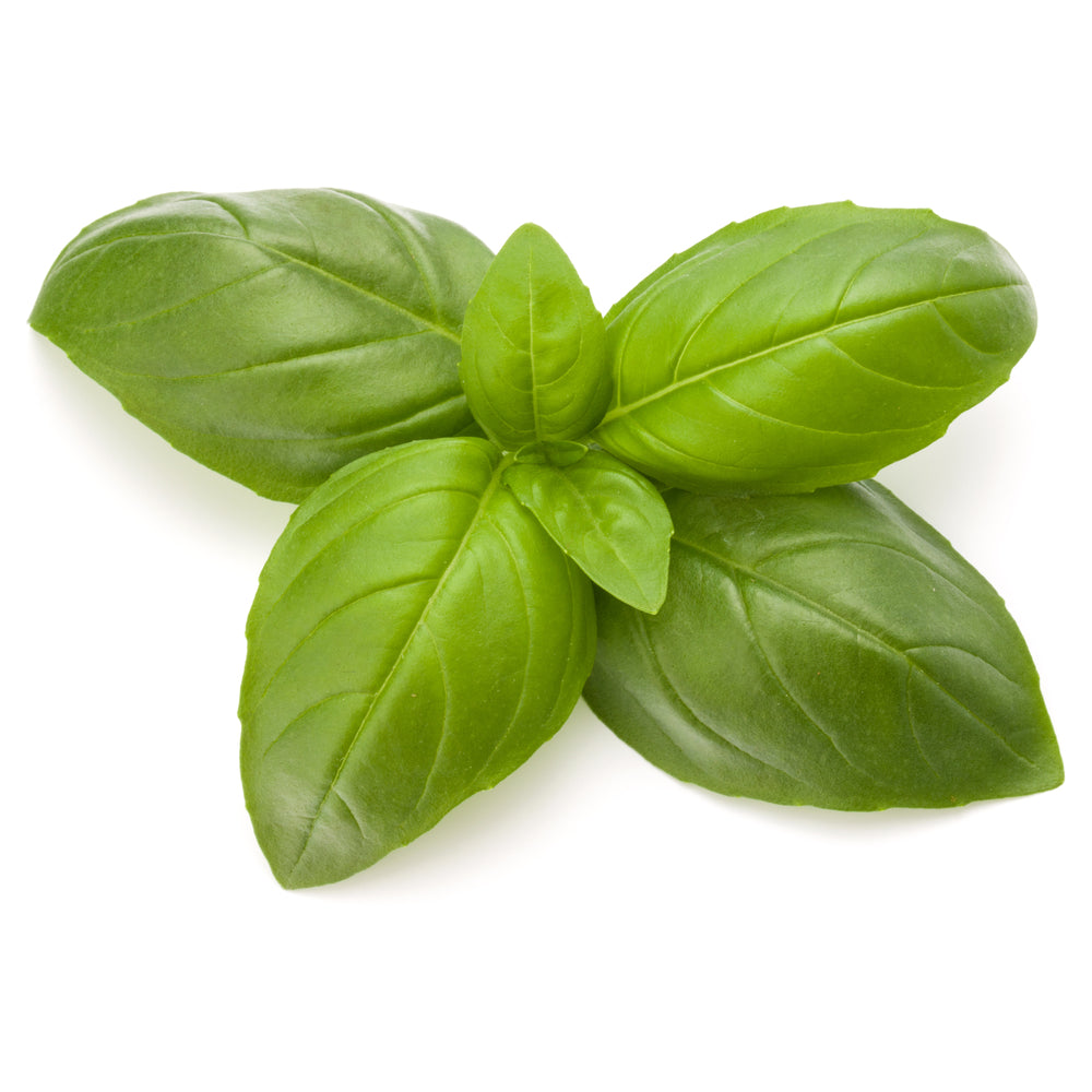 Basil Essential Oil PureNature NZ