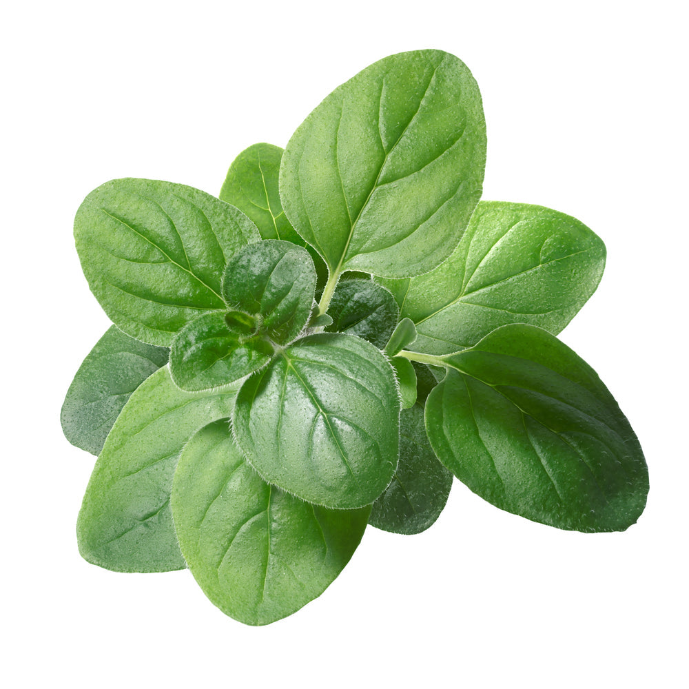 Oregano, Spanish Essential Oil - Zalabi