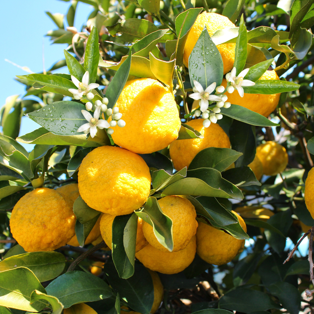 Yuzu Blossom Fragrance