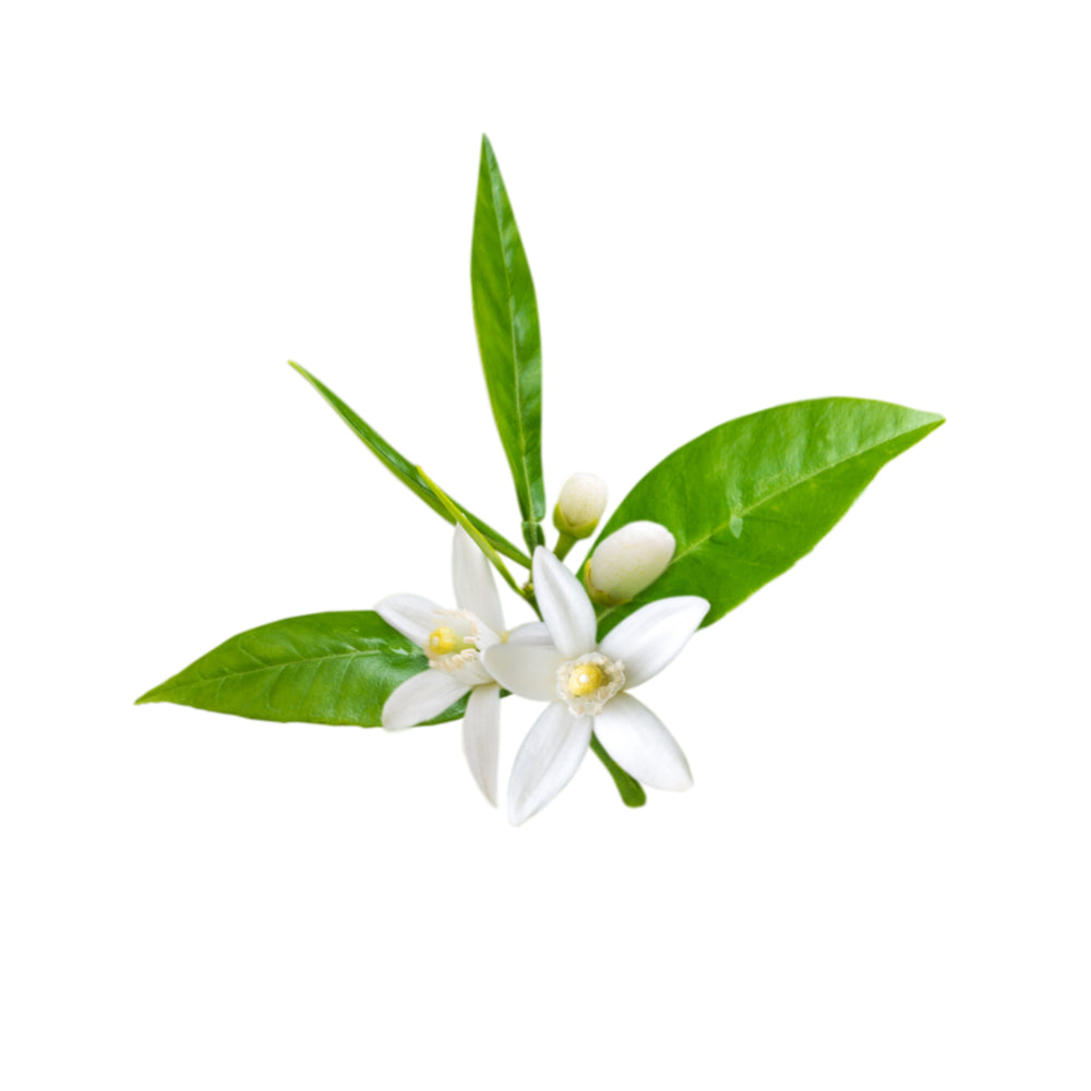 Neroli - Cosmetic Grade Oil