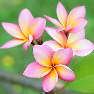 Plumeria